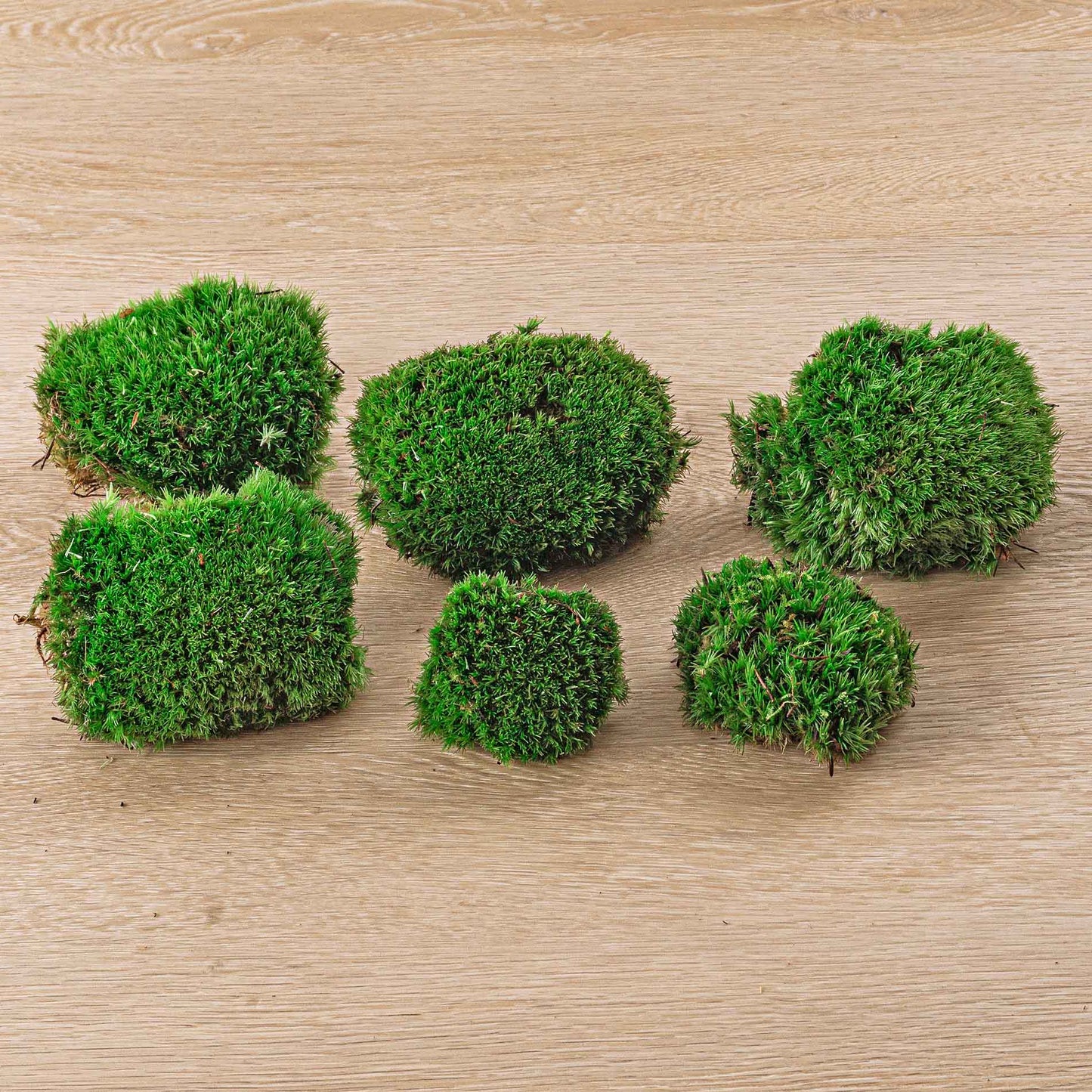 Comnox - Live Cushion Moss - Natuurlijke Decoratie - Leucobryum glaucum