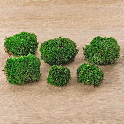 Comnox - Live Cushion Moss - Natuurlijke Decoratie - Leucobryum glaucum