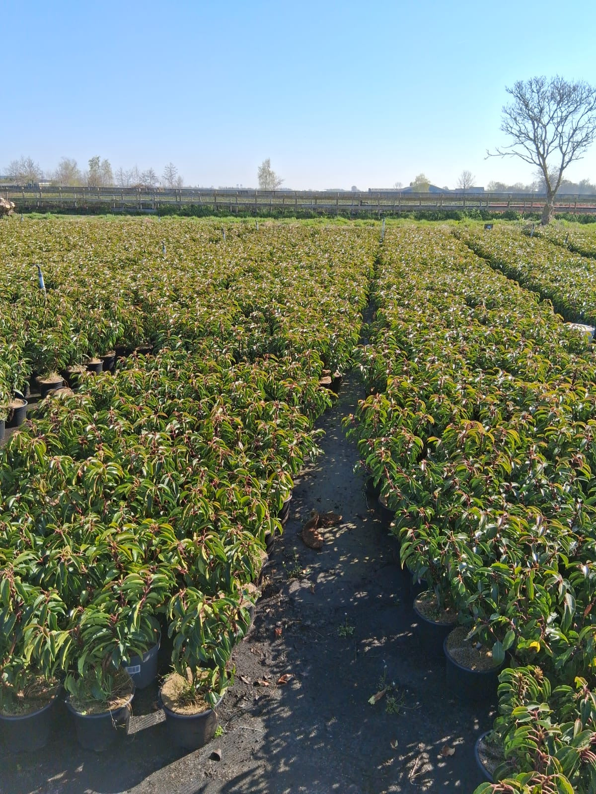 Prunus lusitanica 'Angustifolia' - portugese Laurier