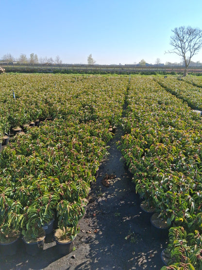 Prunus lusitanica 'Angustifolia' - portugese Laurier