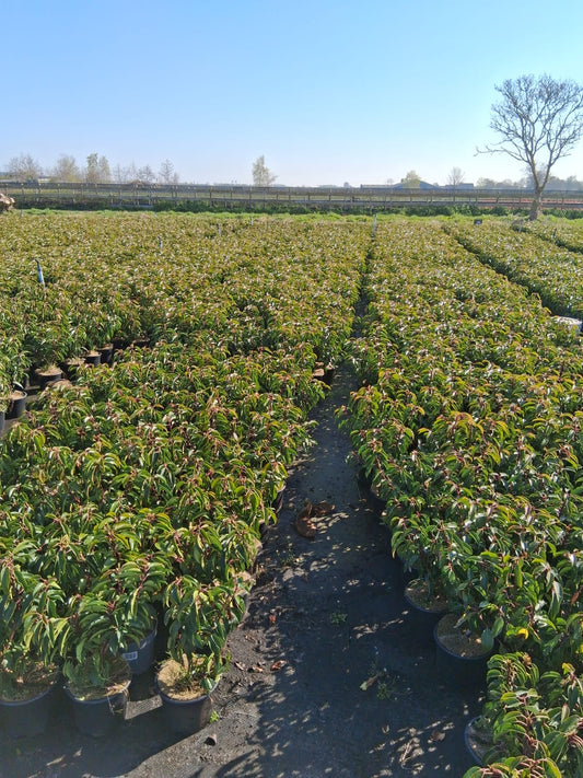 Prunus lusitanica 'Angustifolia' - portugese Laurier