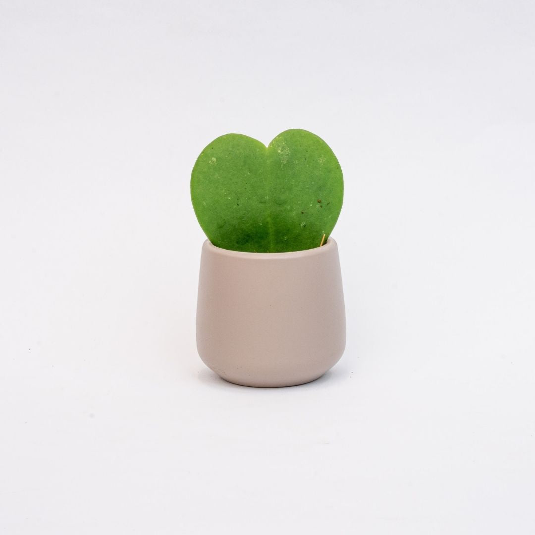 Joey - Mini Plant Pot - Grey matte - Ø 6 cm ↑ 6 cm