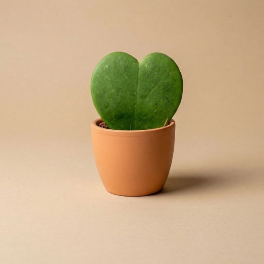 Een groene, hartvormige kamerplant in een terracotta pot, perfect voor minimalistische interieurs. Ideaal als decoratief element voor een moderne woonkamer of slaapkamer.