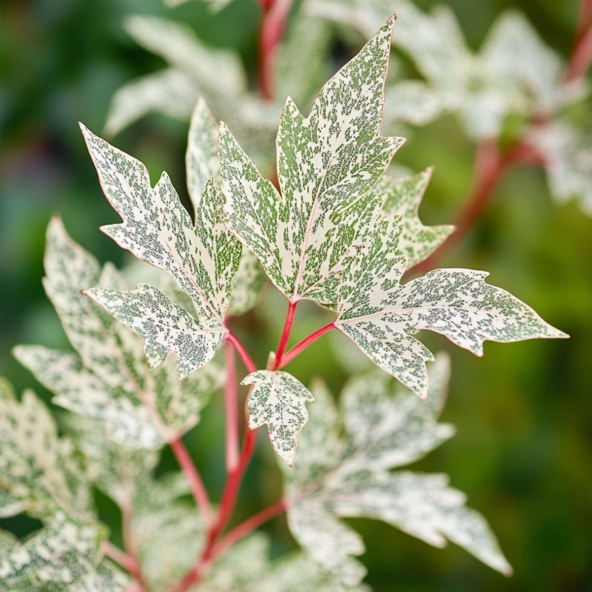 Acer palmatum 'Ukigumo' - Japanse esdoorn