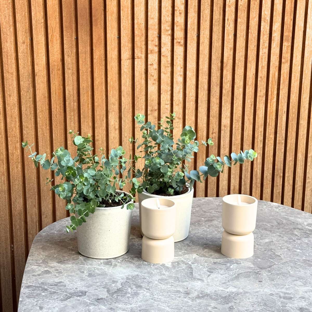 Eucalyptus Pulverulenta 'Babyblauw' - Set van 4