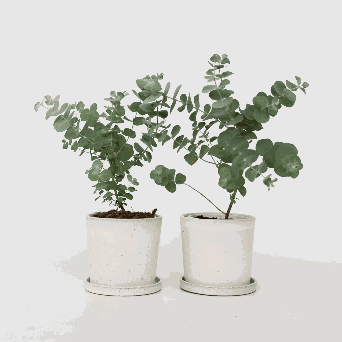 Eucalyptus Pulverulenta 'Babyblauw' - Set van 2