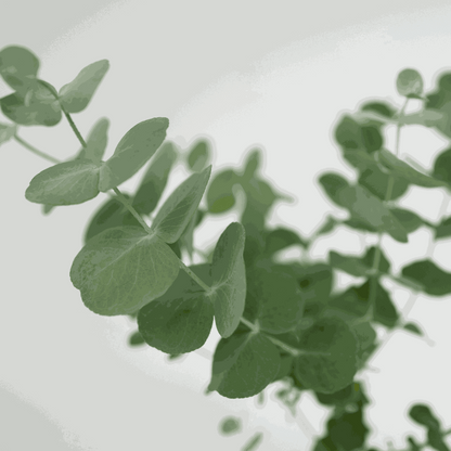 Eucalyptus Pulverulenta 'Babyblauw' - Set van 4