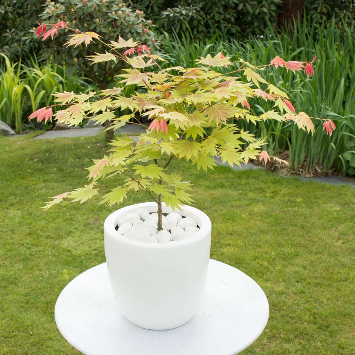 Acer palmatum 'Moonrise' - Japanse esdoorn