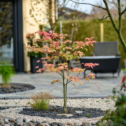 Acer palmatum 'Moonrise' - Japanse esdoorn