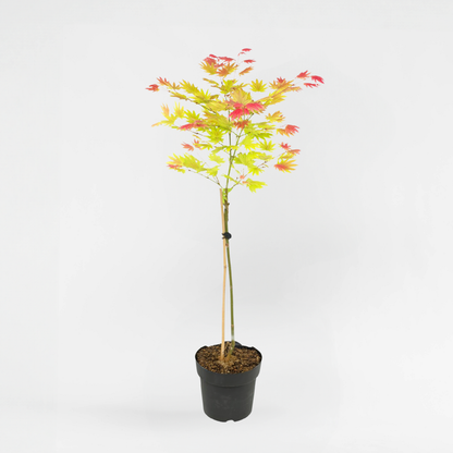 Acer palmatum 'Moonrise' - Japanse esdoorn