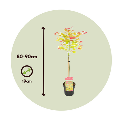 Acer palmatum 'Moonrise' - Japanse esdoorn