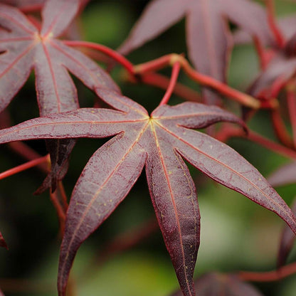 Acer palmatum 'Starfish' - Japanse esdoorn