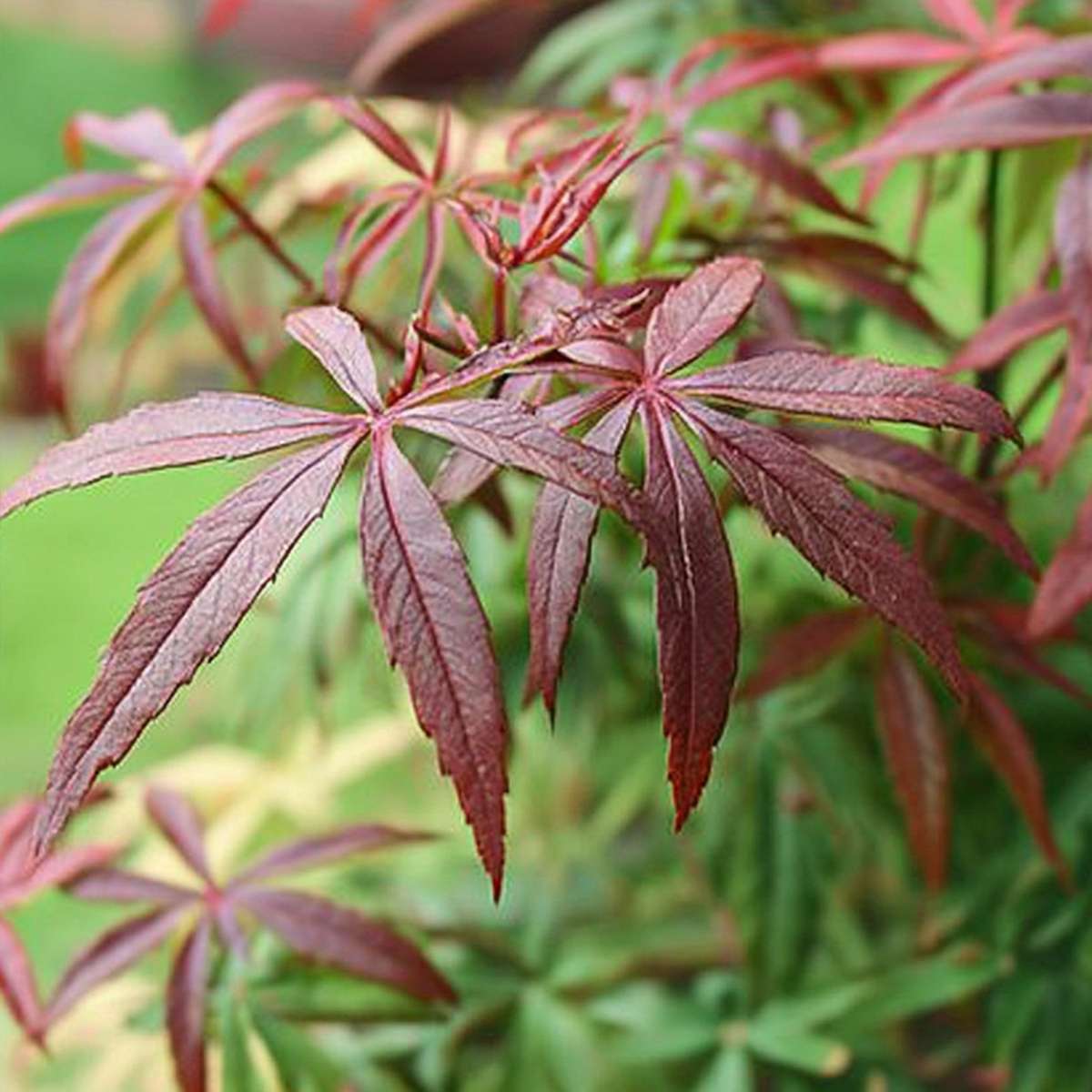 Acer palmatum 'Starfish' - Set van 2 - Japanse esdoorn