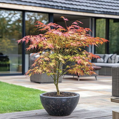 Acer palmatum 'Starfish' - Set van 2 - Japanse esdoorn