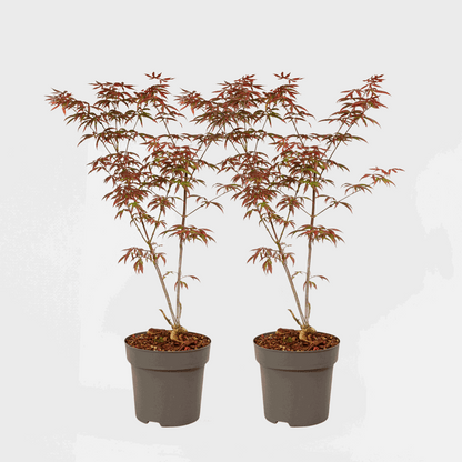 Acer palmatum 'Starfish' - Set van 2 - Japanse esdoorn