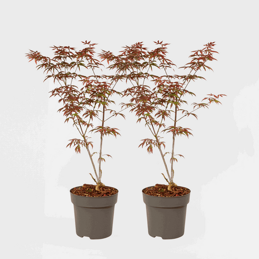 Acer palmatum 'Starfish' - Set van 2 - Japanse esdoorn