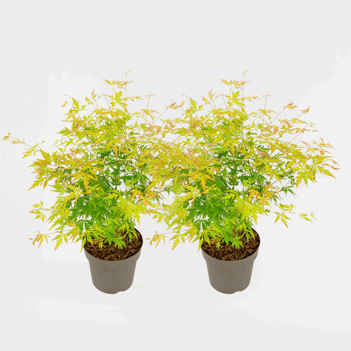 Acer palmatum 'Orange Lace' - Set van 2 - Esdoorn