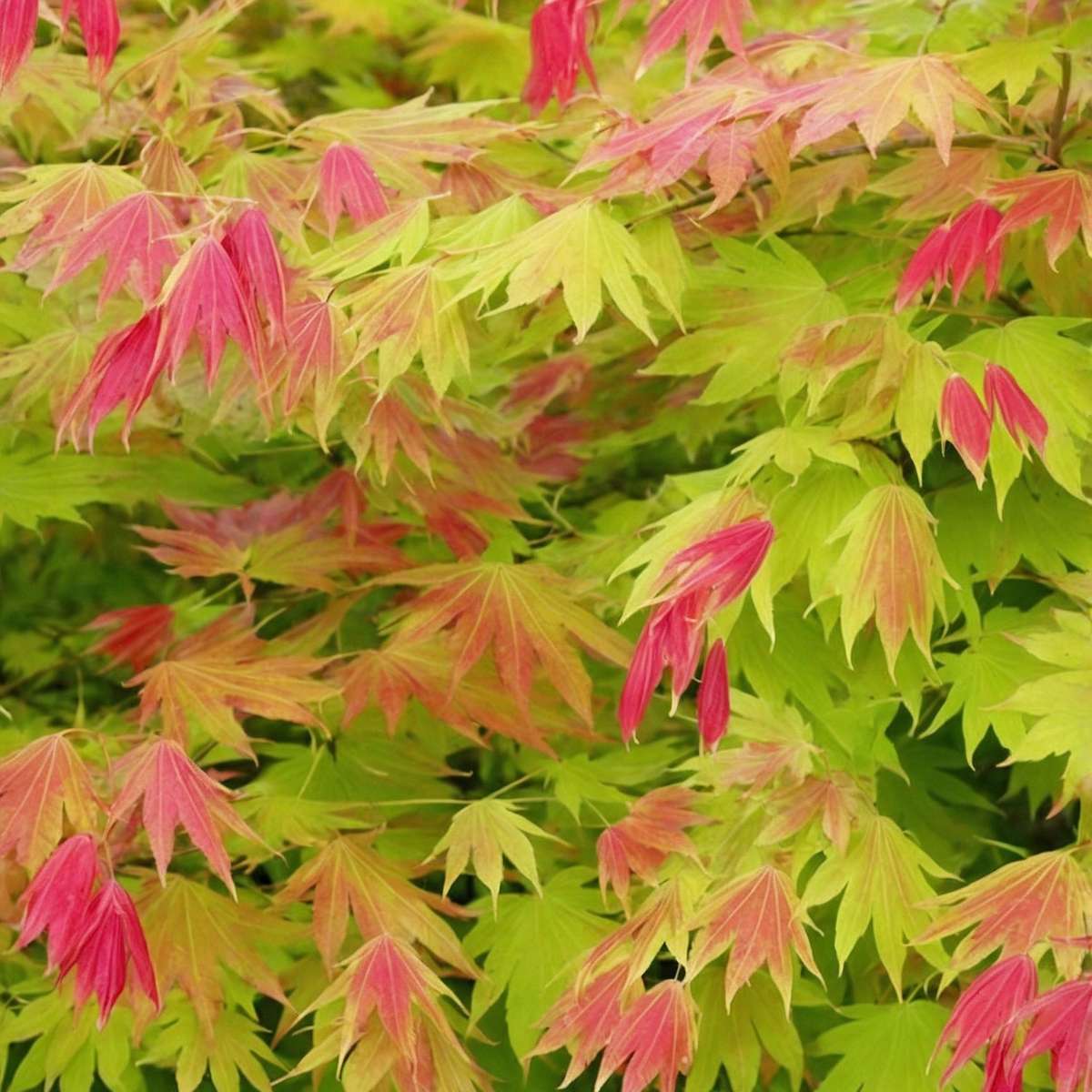 Acer palmatum 'Moonrise' - Japanse esdoorn