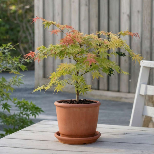 Acer palmatum 'Moonrise' - Set van 2 - Japanse esdoorn
