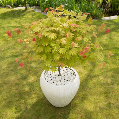 Acer palmatum 'Moonrise' - Set van 2 - Japanse esdoorn