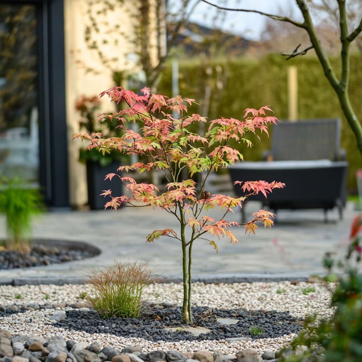 Acer palmatum 'Moonrise' - Set van 2 - Japanse esdoorn
