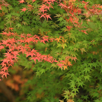 Acer palmatum 'Moonrise' - Set van 2 - Japanse esdoorn