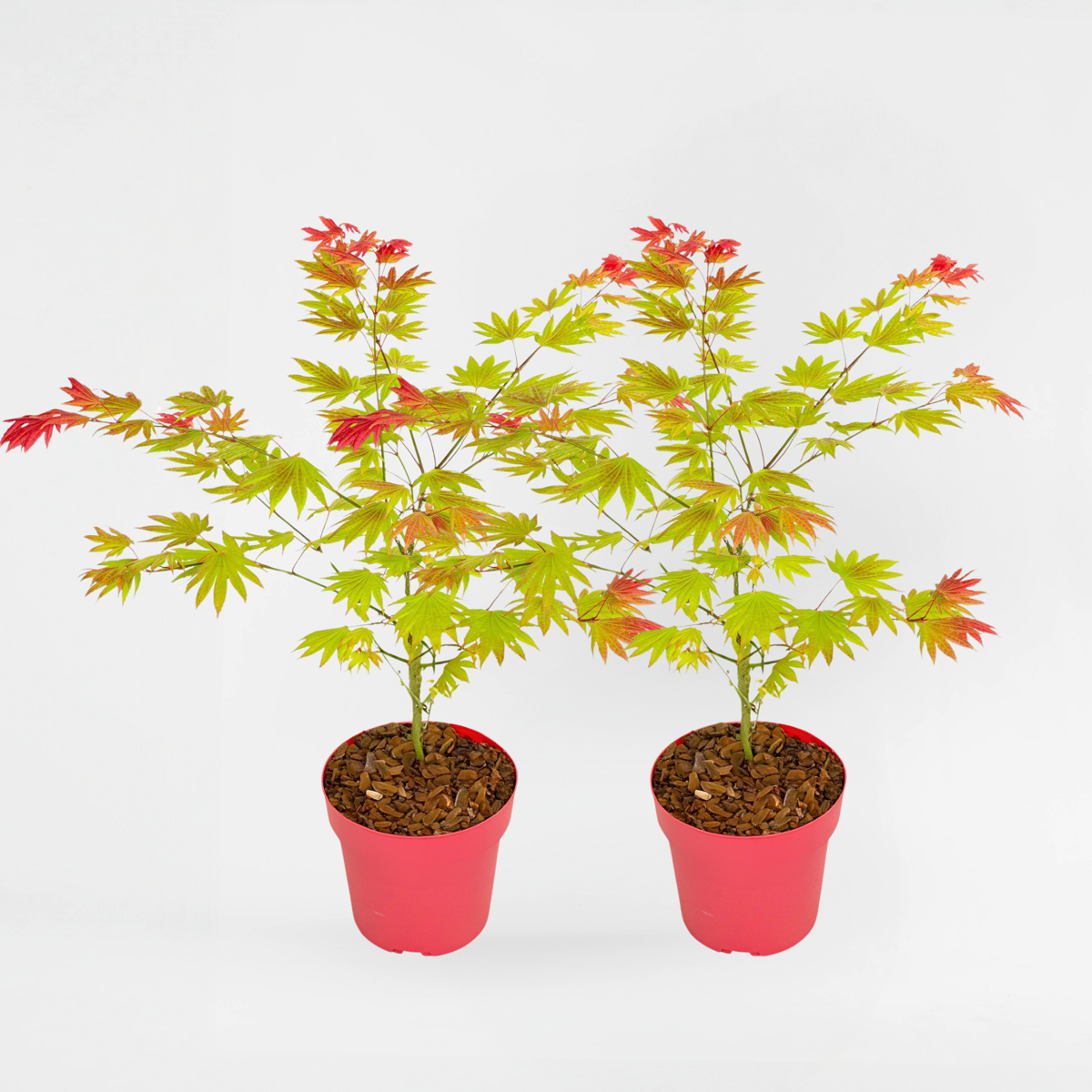 Acer palmatum 'Moonrise' - Set van 2 - Japanse esdoorn
