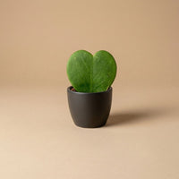 Anthracite Matte - Mini Plant Pot - Boule Pot Anthracite - Ø 6 cm ↑ 6 cm
