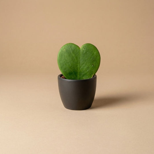 Een hartvormige, groene kamerplant met glanzende bladeren in een matte zwarte pot. Perfect voor een minimalistische interieurstijl of als liefdesgeschenk voor een romantische ruimte.