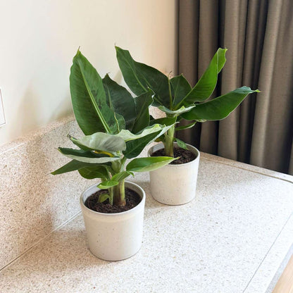 Musa 'Oriental Dwarf' - Set van 2 - Bananenplanten