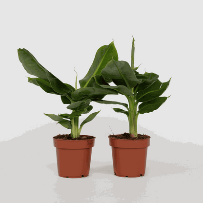 Musa 'Oriental Dwarf' - Set van 2 - Bananenplanten