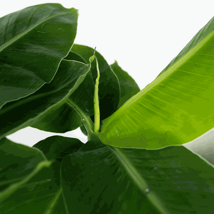 Musa 'Oriental Dwarf' - Bananenplant