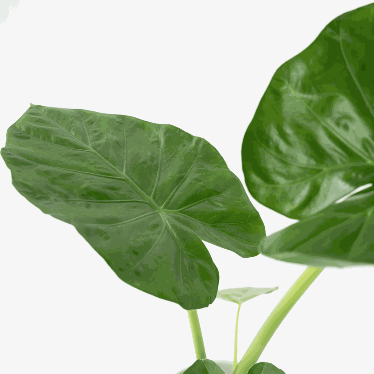 Alocasia 'Macrorrhiza' - Olifantsoor