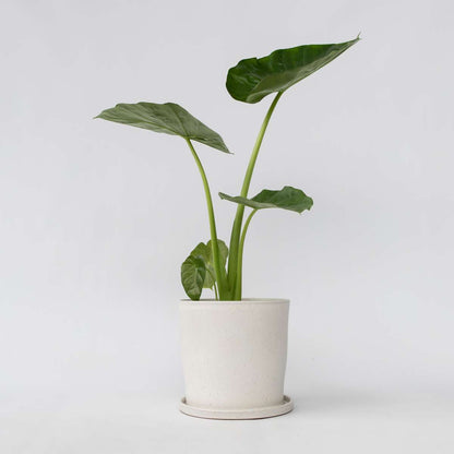Alocasia 'Macrorrhiza' - Olifantsoor