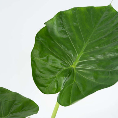 Alocasia 'Macrorrhiza' - Set van 2 - Olifantsoor