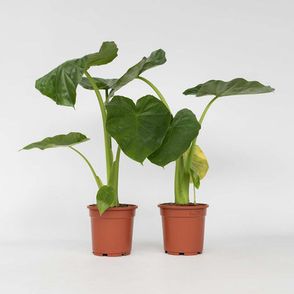 Alocasia 'Macrorrhiza' - Set van 2 - Olifantsoor