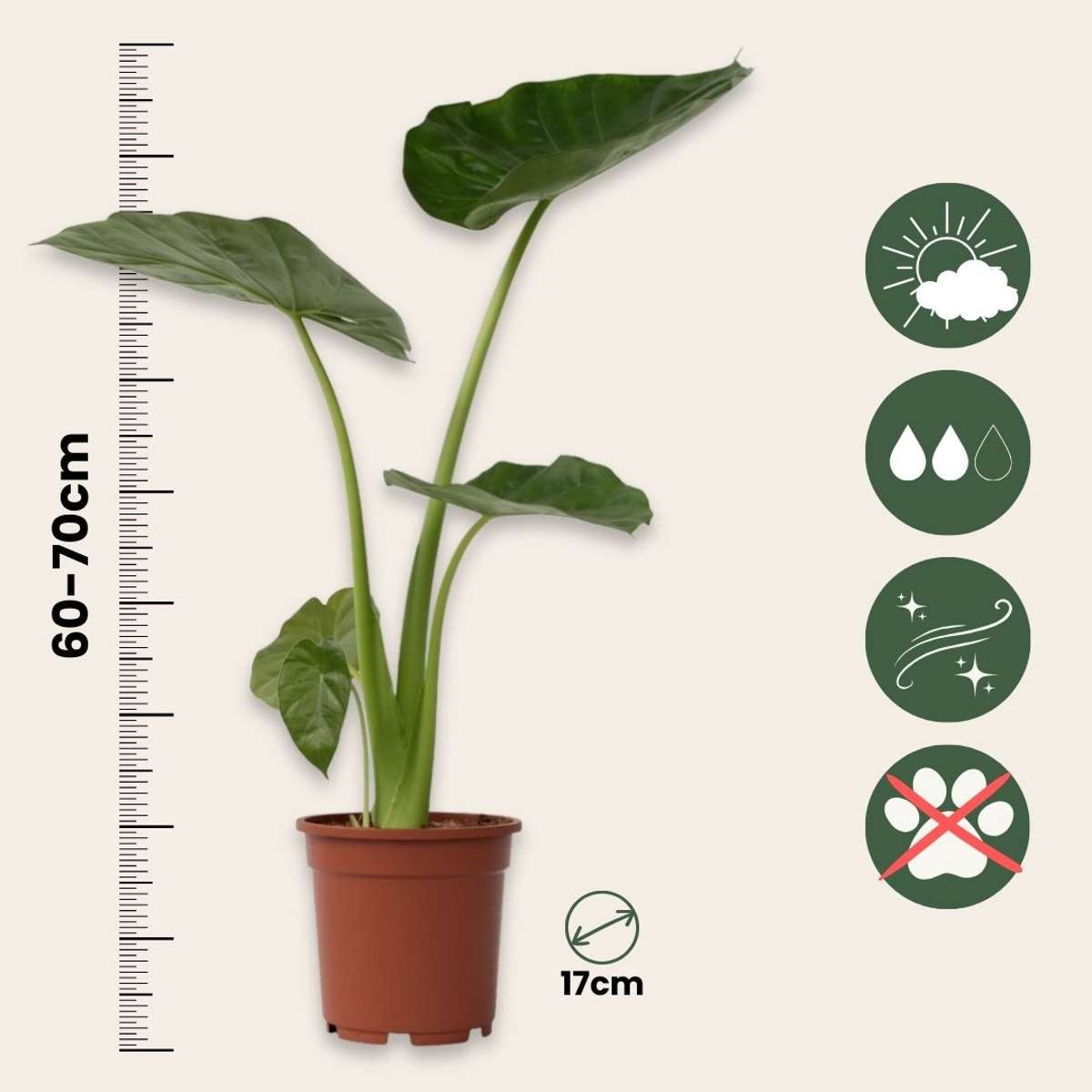 Alocasia 'Macrorrhiza' - Set van 2 - Olifantsoor