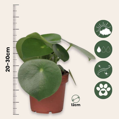 Peperomia Raindrop - Set van 2