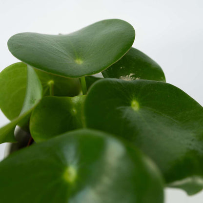 Peperomia Raindrop - Set van 4