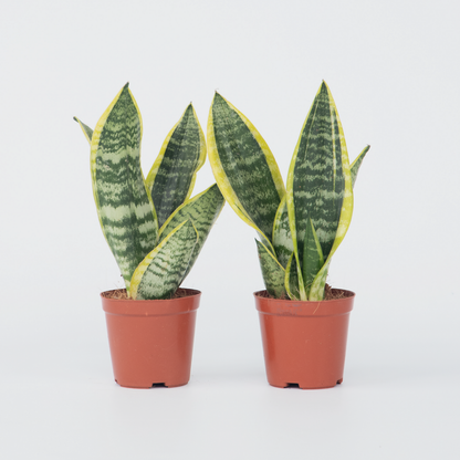 Sansevieria Laurentii - Set van 2