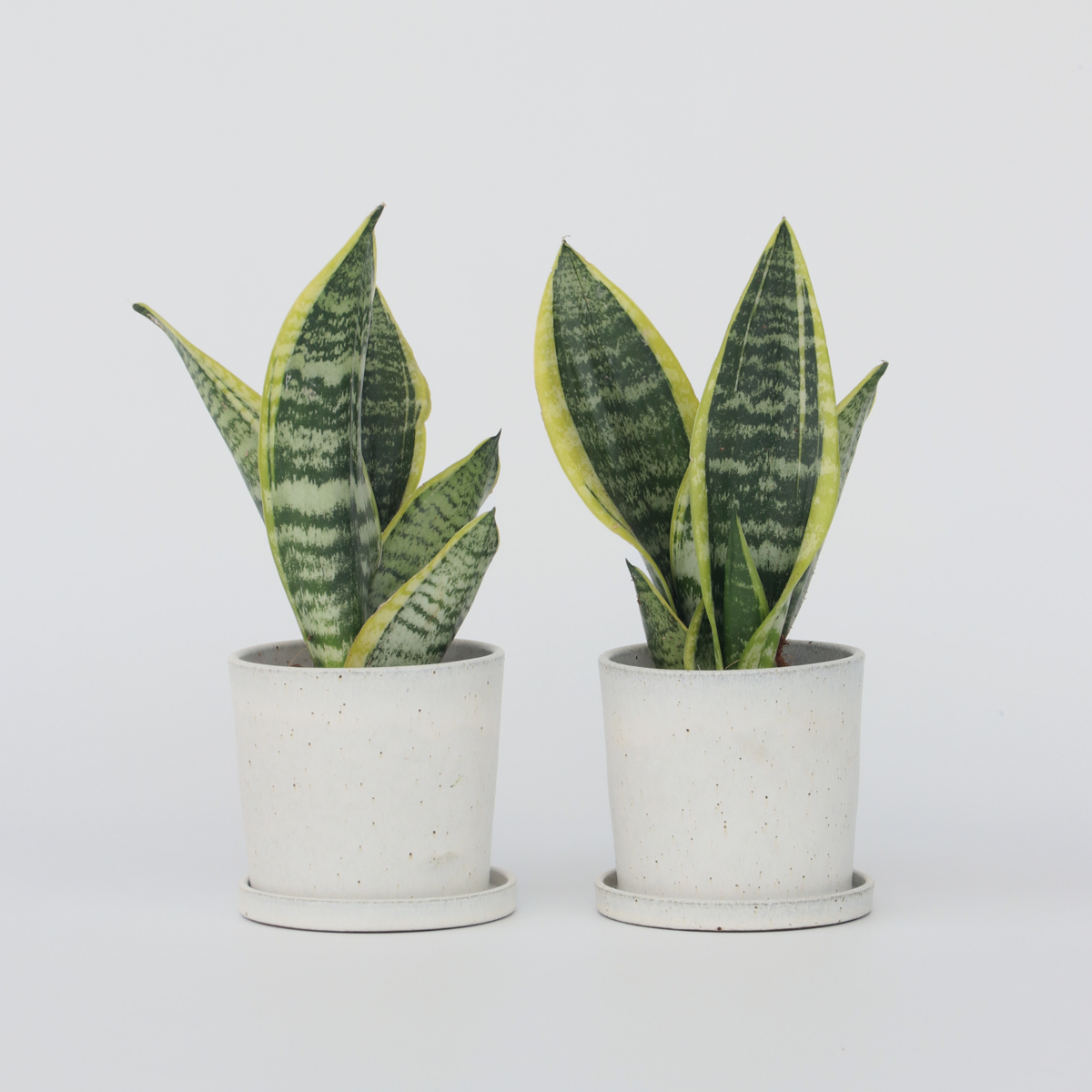 Sansevieria Laurentii - Set van 2