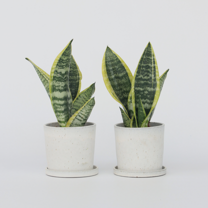 Sansevieria Laurentii - Set van 2