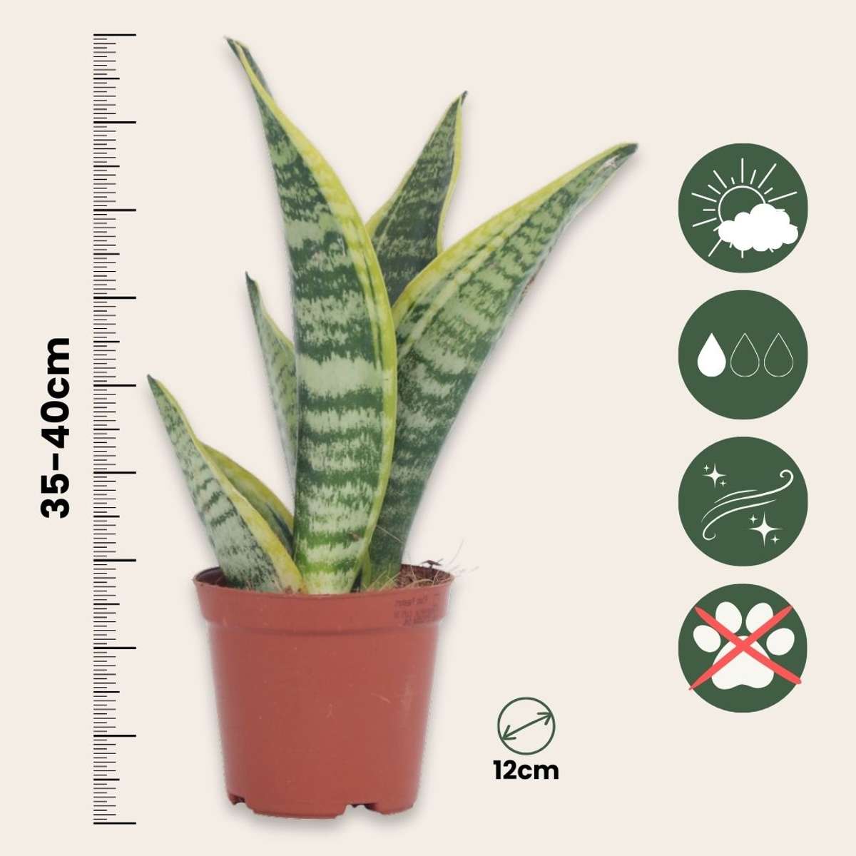 Sansevieria Laurentii - Set van 3