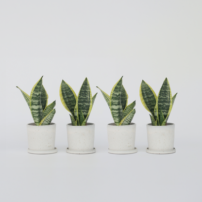 Sansevieria Laurentii - Set van 4