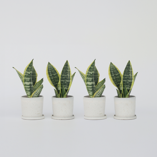 Sansevieria Laurentii - Set van 4