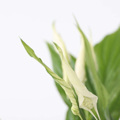 Spathiphyllum - Lepelplant