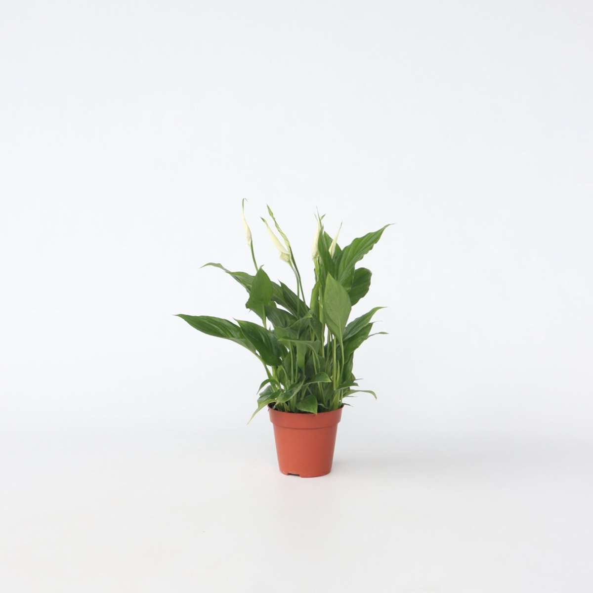 Spathiphyllum - Lepelplant