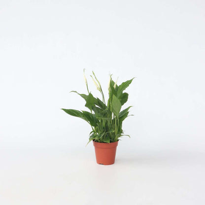 Spathiphyllum - Lepelplant