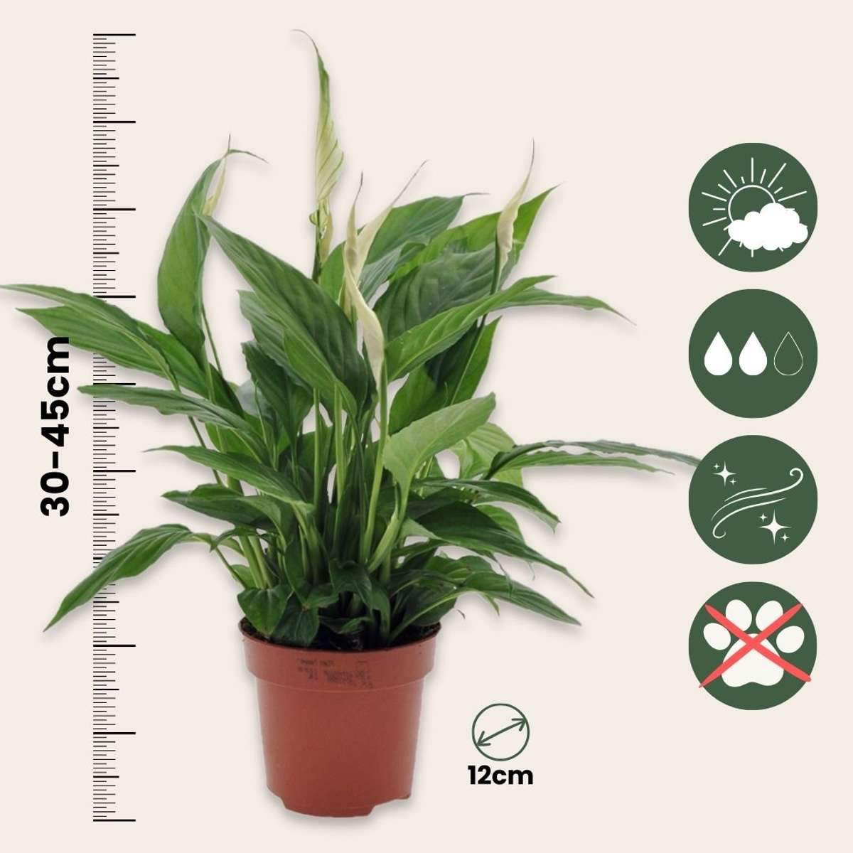 Spathiphyllum - Lepelplant