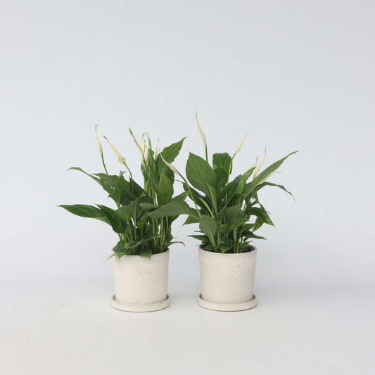Spathiphyllum - Set van 2